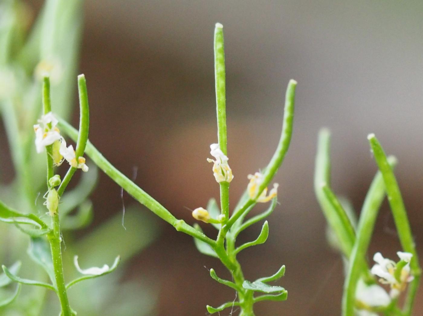 Bittercress, Mignonette-leaved fruit